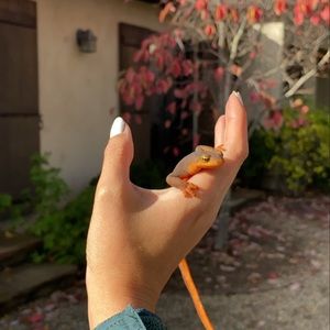 Meet your Posher, Sydney